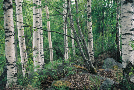 Skog