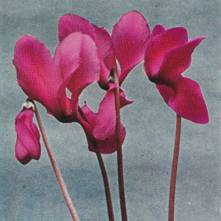 Alpviol