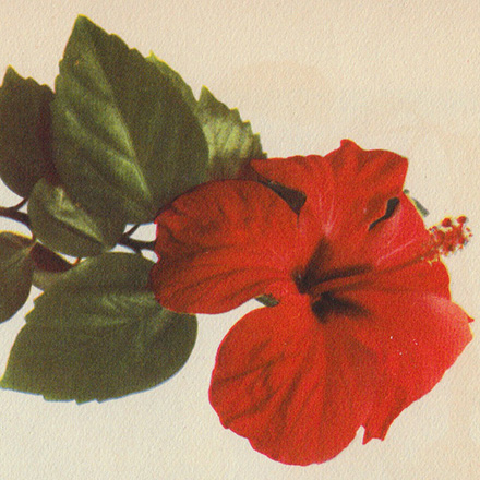 Kinesisk Ibisros