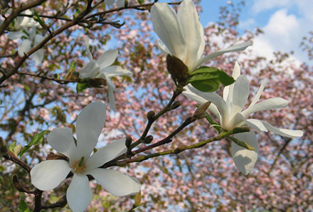 magnolia_kobus_mustila_kukat.preview